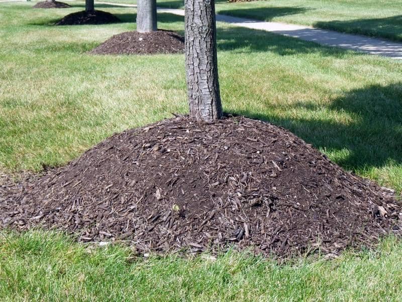 Are You OverMulching Your Trees?